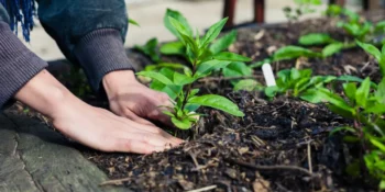 Réglementation pour les plantations